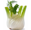 Fenchel1