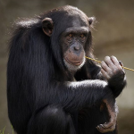Schimpanse.png